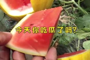 今日必吃大瓜每日吃瓜fun,跟随“吃瓜fun”探索娱乐圈新鲜事