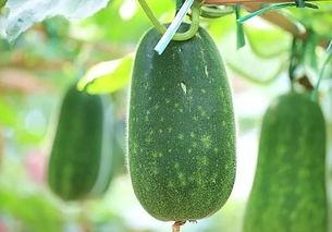 今日吃瓜每日必吃